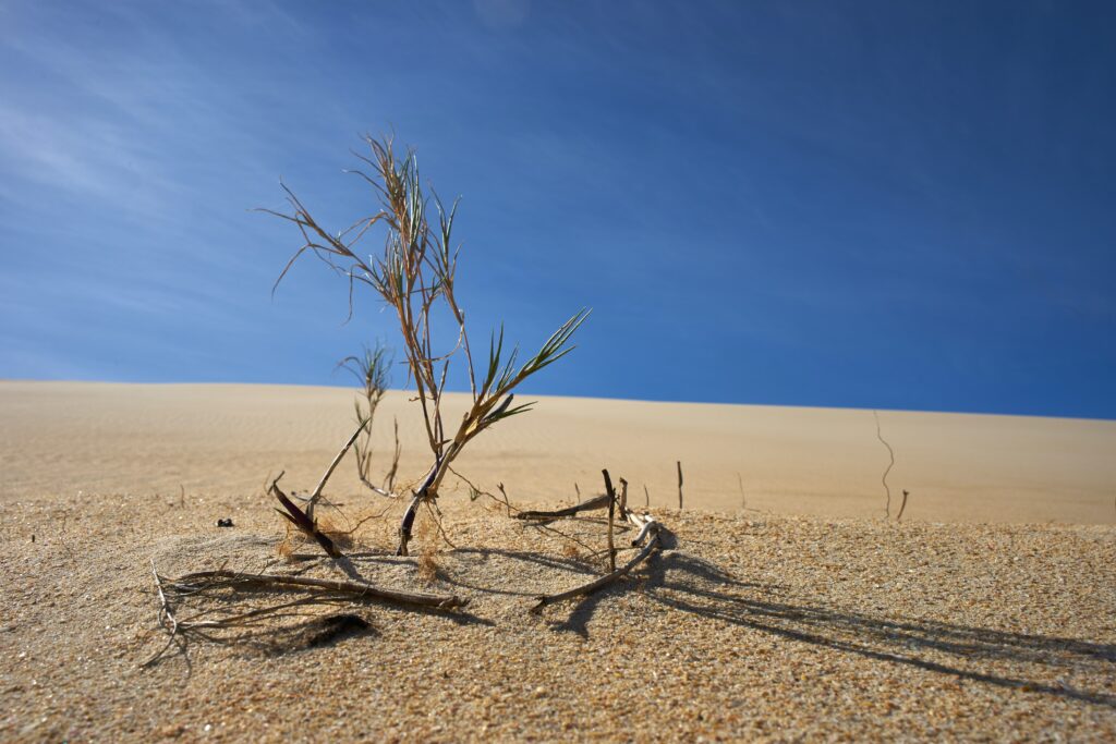 Dried tree in the middle of desert