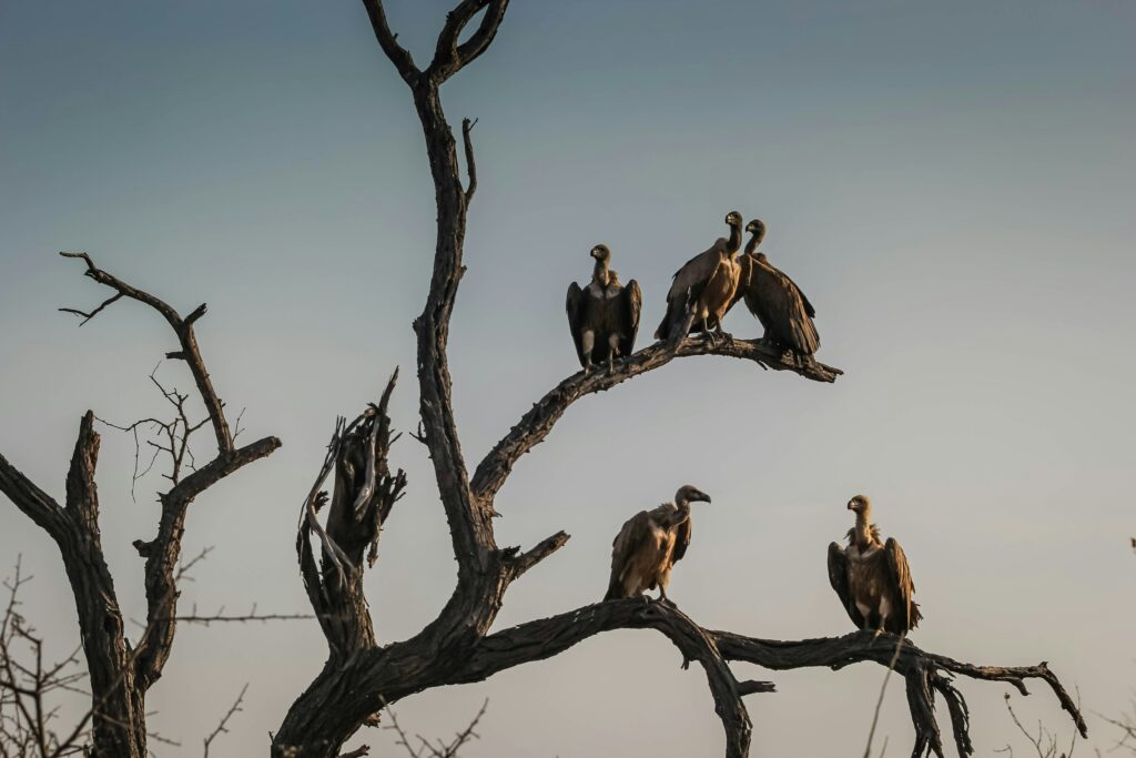 tree with vultures sitting